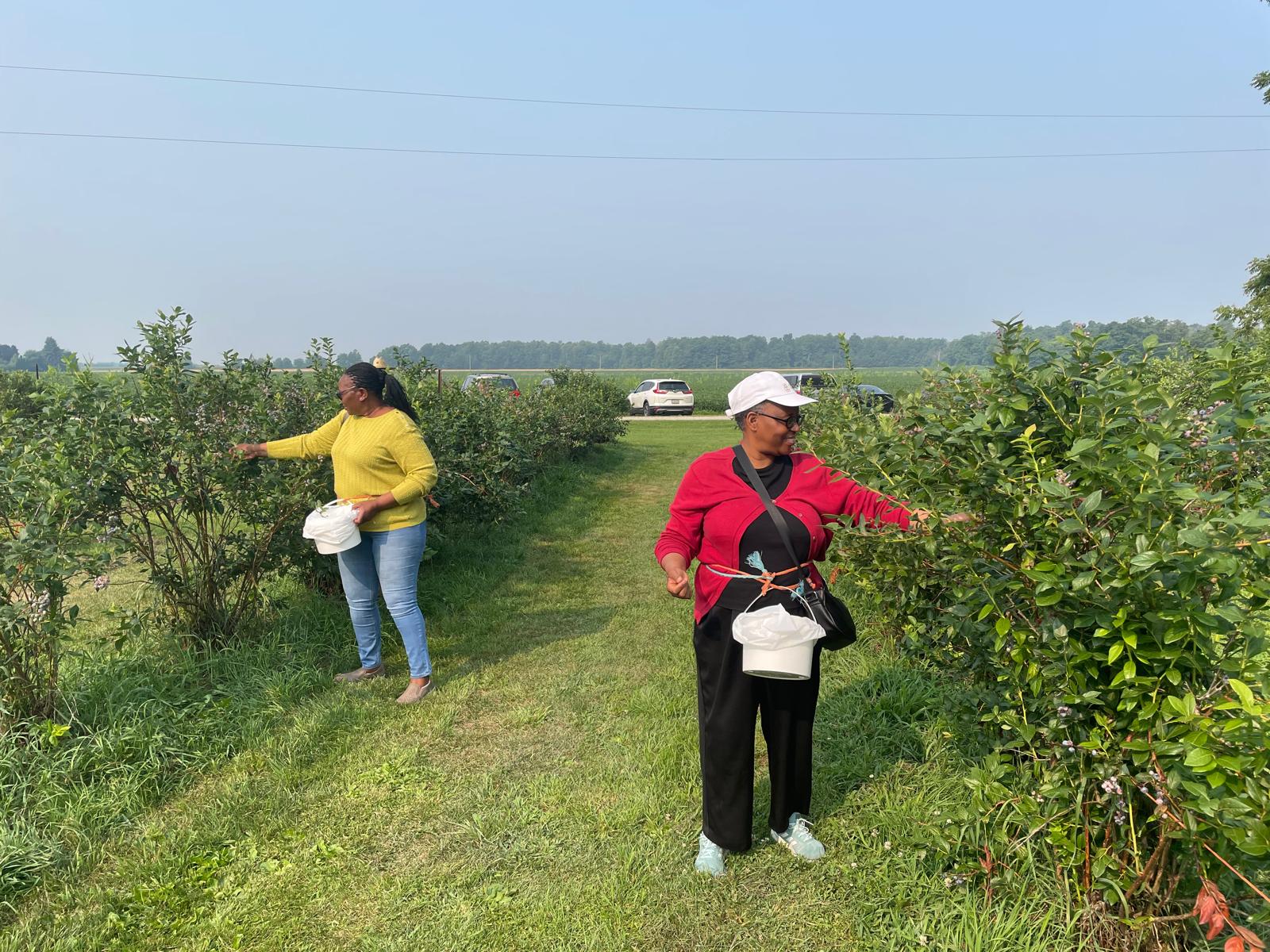 Picking blueberries